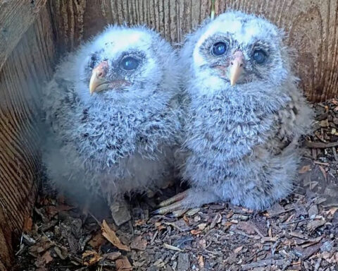 Barred owlets