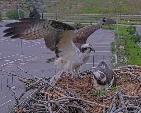 Osprey arrives at nest.