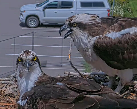 Clark and Iris at the Hellgate Osprey nest.
