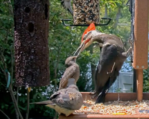 A Pileated Woodpecker displaces a juvenile European Starling.