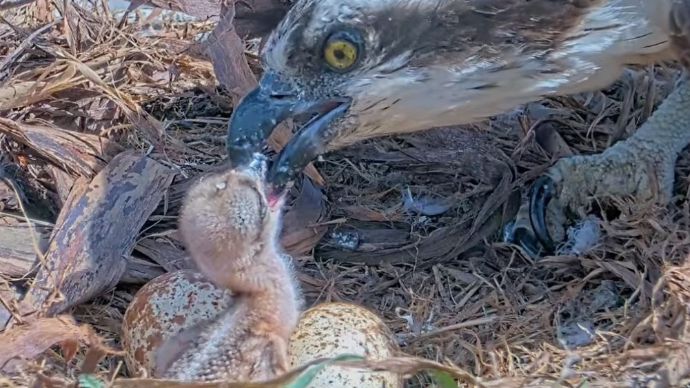 Iris feeds hatchling at Hellgate Opsrey nest.