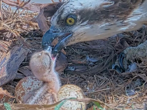 Iris feeds hatchling at Hellgate Opsrey nest.