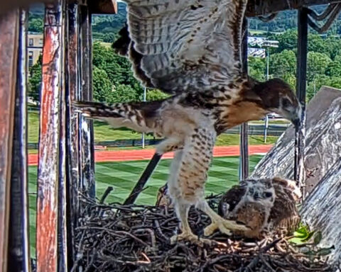 Red-tailed Hawk chick flaps its wings.