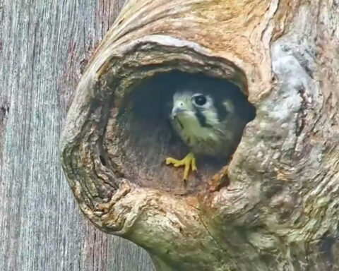 American Kestrel chick preps for fledging.