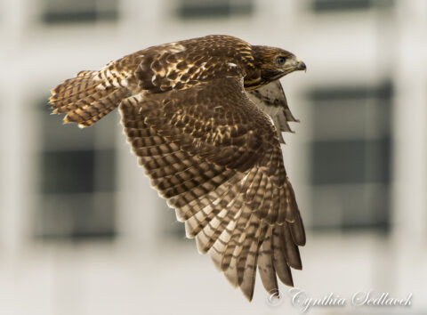 A young hawk in flight with a blurry building behind