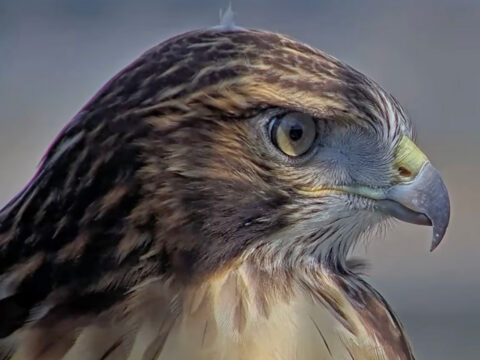 Red-tailed Hawk fledgling up close.