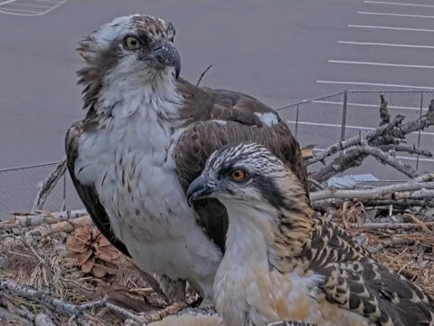 Iris and chick, Wensi, at Hellgate Osprey nest.