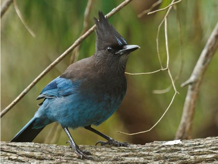 Steller's Jay, Identification, All About Birds - Cornell Lab of Ornithology