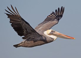 Image result for picture of a brown pelican