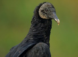 Black Vulture Photo