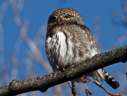 Northern Pygmy Owls Diets