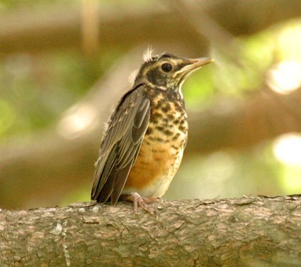 Image result for images of robin