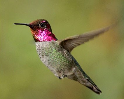 Image result for picture of a hummingbird
