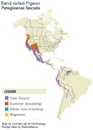 Band-tailed Pigeon Range Map