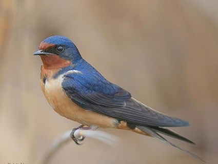       https://www.allaboutbirds.org/guide/PHOTO/LARGE/barn_swallow_1.jpg                                            