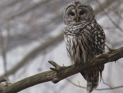 Image result for barred owl ontario