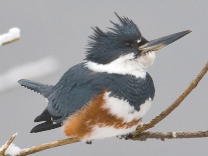Belted Kingfisher, Identification, All About Birds - Cornell Lab of Ornithology