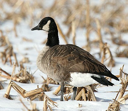 「canada goose」的圖片搜尋結果
