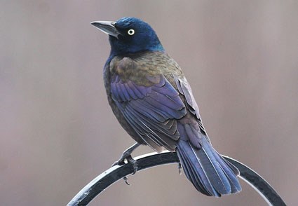 Common grackle Common Grackle Identification All About Birds Cornell Lab of