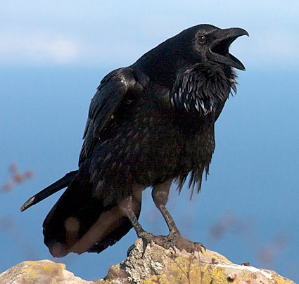 Resultado de imagen para pic of a raven