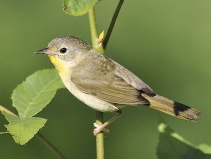Αποτέλεσμα εικόνας για yellow neck bird