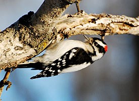Downy Woodpecker Photo