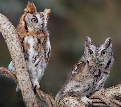 What do screech-owls eat?