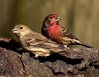 Image result for red finch