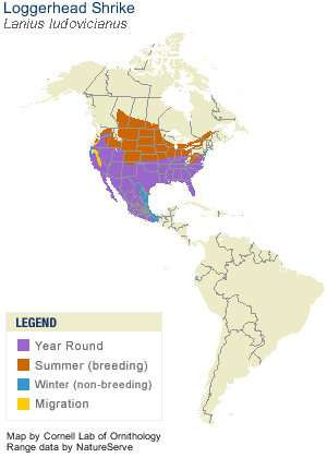 Loggerhead Shrike Range Map