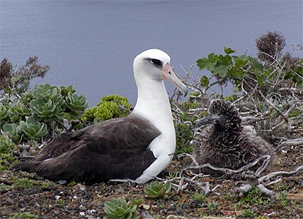 Image result for laysan albatross