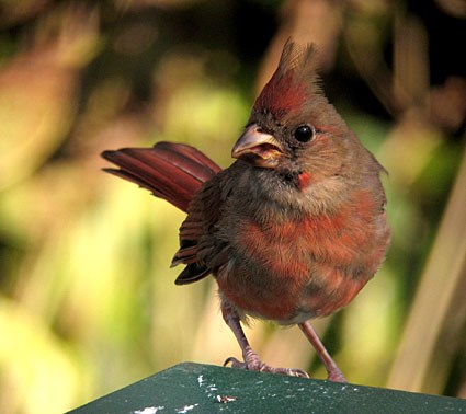 How long do cardinals live?