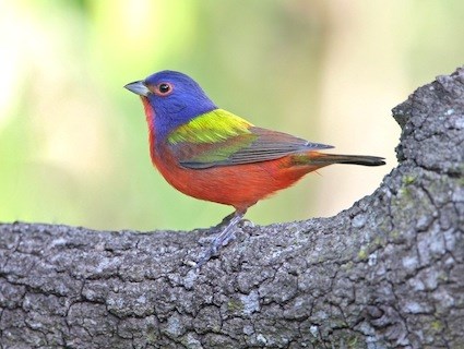 painted_bunting_cleber2.jpg