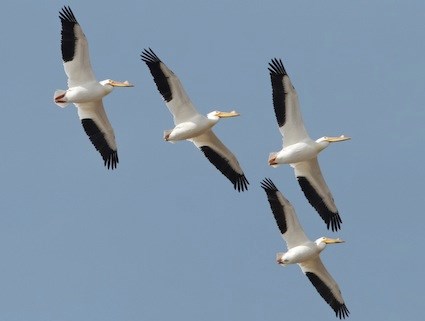 Image result for white pelicans