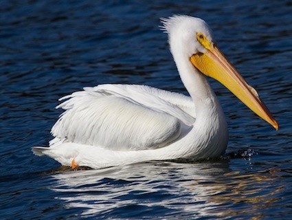 pelican_larryanddena.jpg