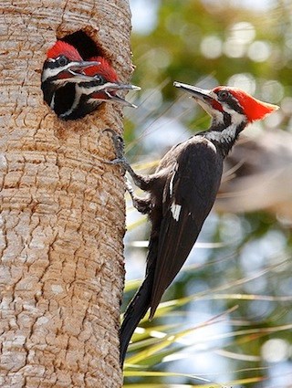 https://www.allaboutbirds.org/guide/PHOTO/LARGE/pileated_woodpecker_aidavillaronga1.jpg