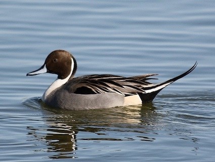 Image result for pintail