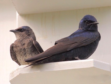 Adult female and male