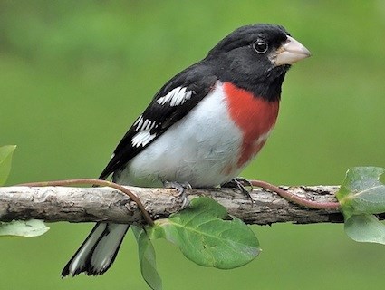 https://www.allaboutbirds.org/guide/PHOTO/LARGE/rb_grosbeak_garytyson2.jpg