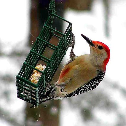 red_bellied_woodpecker_6.jpg