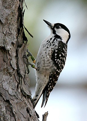 Image result for red white and black woodpeckers in ontario
