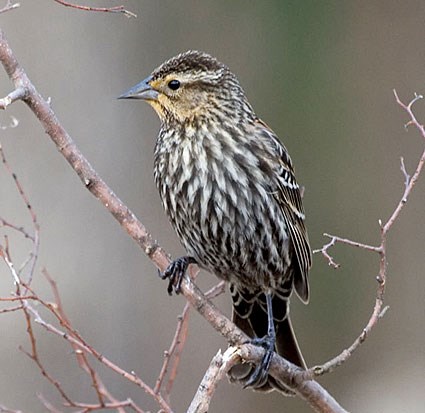 Image result for female red-winged blackbird