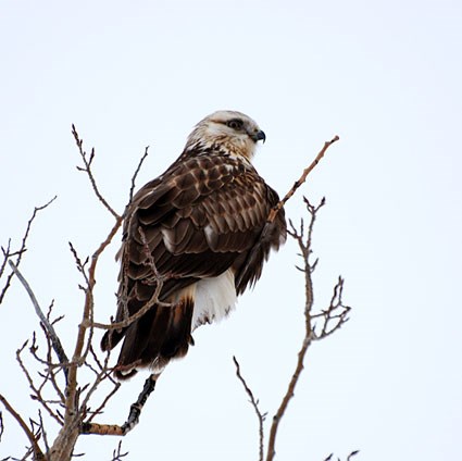 Red-tailed Hawk, Identification, All About Birds - Cornell Lab of