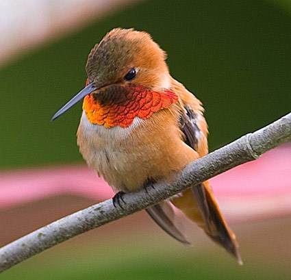 rufous_hummingbird_3.jpg