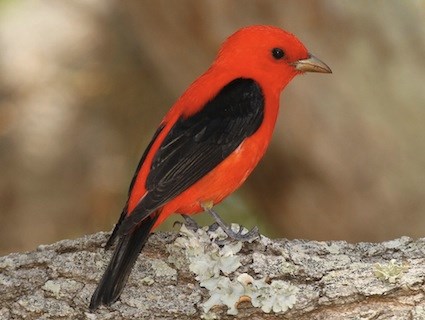Image result for scarlet tanager images