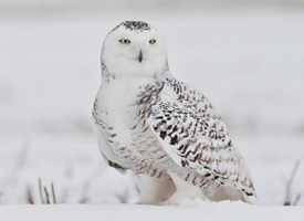 Image result for snowy owl