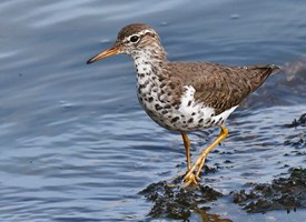 Spotted sandpiper Spotted Sandpiper Identification All About Birds Cornell Lab of