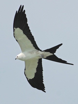 https://www.allaboutbirds.org/guide/PHOTO/LARGE/stkite_lejun40.jpg