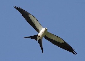 Swallow-tailed Kite Photo