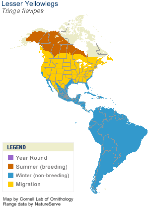 Lesser Yellowlegs Range Map