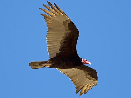 Turkey Vulture, Identification, All About Birds - Cornell Lab of ...